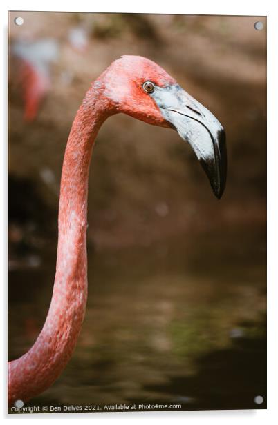 Graceful Caribbean Flamingo Acrylic by Ben Delves