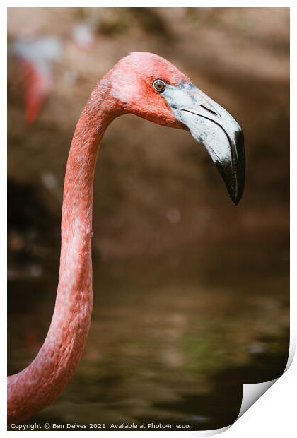Graceful Caribbean Flamingo Print by Ben Delves