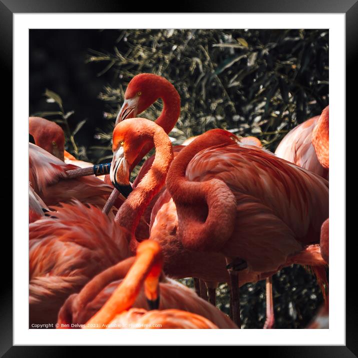Basking Flamingo's Framed Mounted Print by Ben Delves