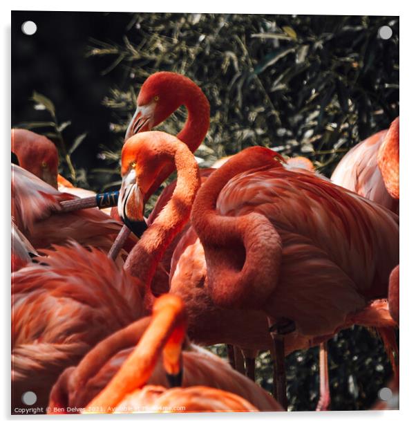 Basking Flamingo's Acrylic by Ben Delves