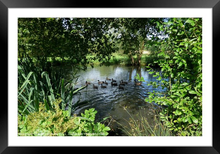 Ducks Ideal Home Framed Mounted Print by BARBARA RAW