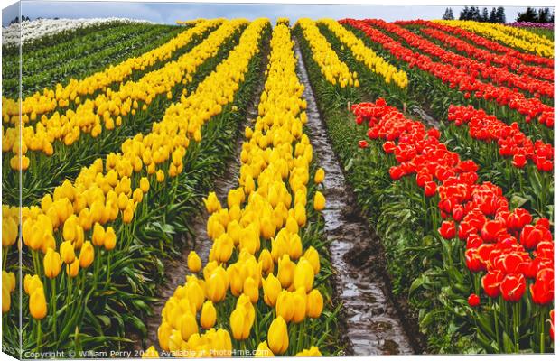 Red Yellow Tulip Hills Flowers Skagit Valley Washington State Canvas Print by William Perry
