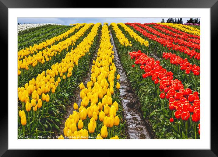Red Yellow Tulip Hills Flowers Skagit Valley Washington State Framed Mounted Print by William Perry