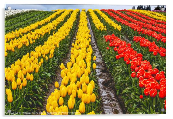 Red Yellow Tulip Hills Flowers Skagit Valley Washington State Acrylic by William Perry