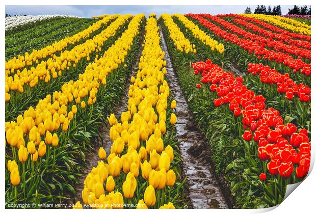 Red Yellow Tulip Hills Flowers Skagit Valley Washington State Print by William Perry