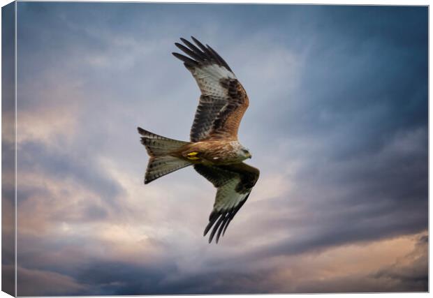 Red Kite in flight Canvas Print by Leighton Collins