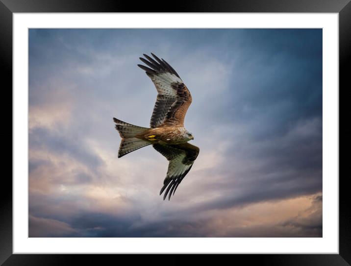Red Kite in flight Framed Mounted Print by Leighton Collins