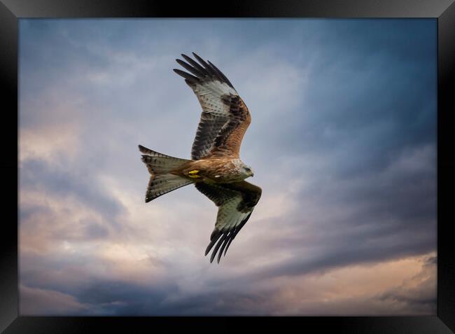 Red Kite in flight Framed Print by Leighton Collins