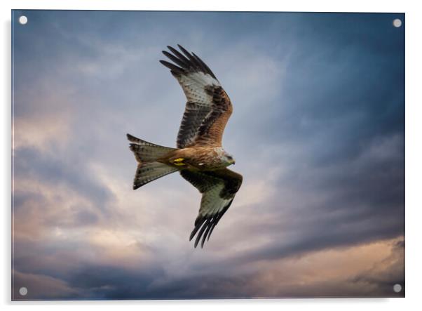 Red Kite in flight Acrylic by Leighton Collins