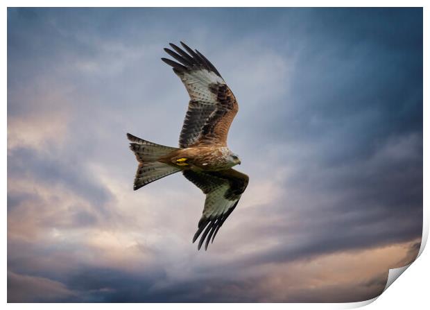 Red Kite in flight Print by Leighton Collins