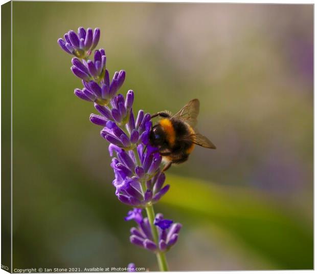 Buzzing Bumblebee on Lavender Canvas Print by Ian Stone