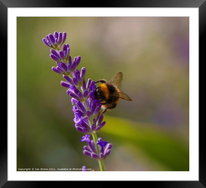 Buzzing Bumblebee on Lavender Framed Mounted Print by Ian Stone