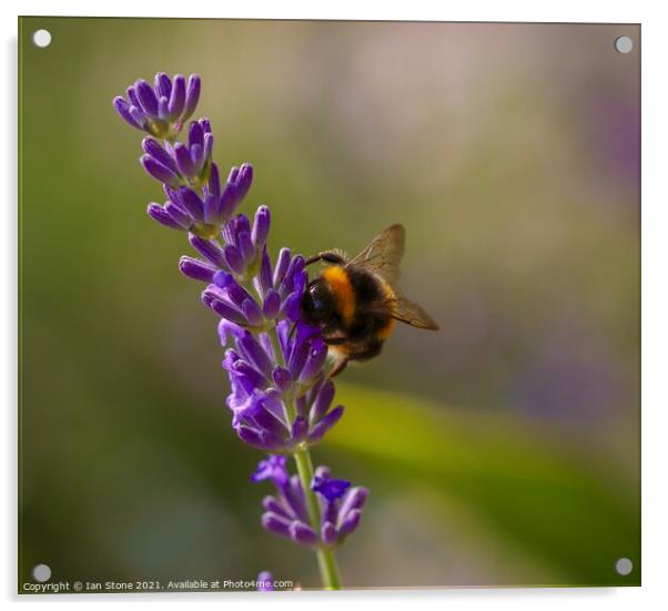 Buzzing Bumblebee on Lavender Acrylic by Ian Stone