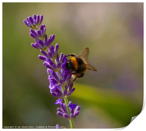 Buzzing Bumblebee on Lavender Print by Ian Stone