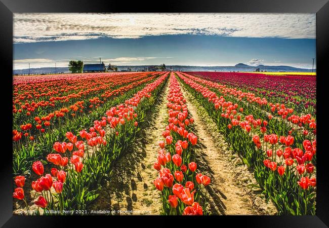 Pink Tulip Fields Farm Skagit County, Washington Framed Print by William Perry