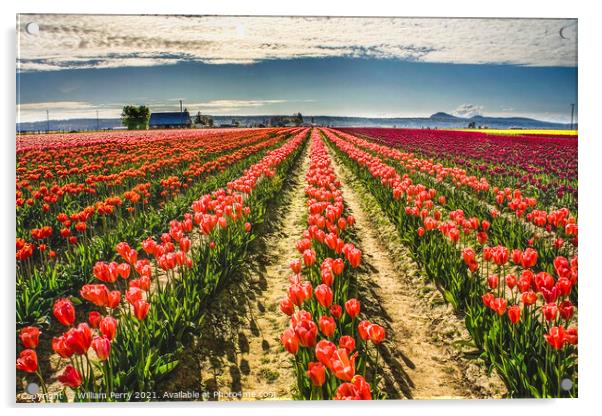 Pink Tulip Fields Farm Skagit County, Washington Acrylic by William Perry
