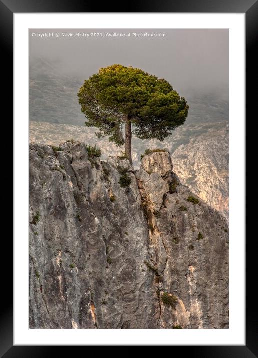 A lone pine tree, El Castell de Guadalest, Costa Blanca, Spain Framed Mounted Print by Navin Mistry