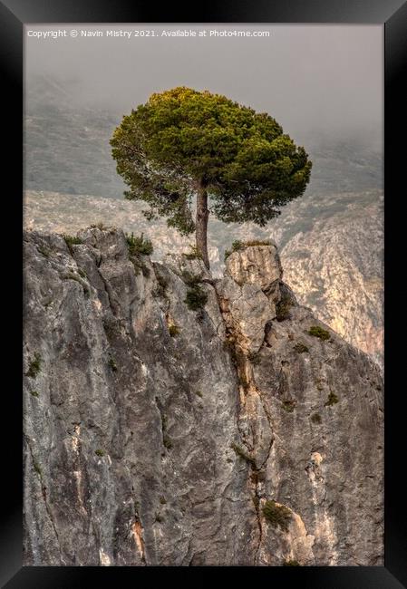 A lone pine tree, El Castell de Guadalest, Costa Blanca, Spain Framed Print by Navin Mistry