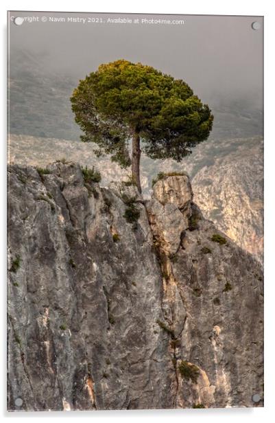 A lone pine tree, El Castell de Guadalest, Costa Blanca, Spain Acrylic by Navin Mistry