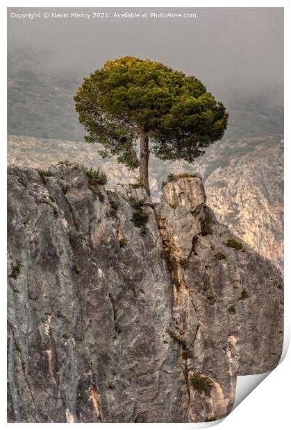 A lone pine tree, El Castell de Guadalest, Costa Blanca, Spain Print by Navin Mistry