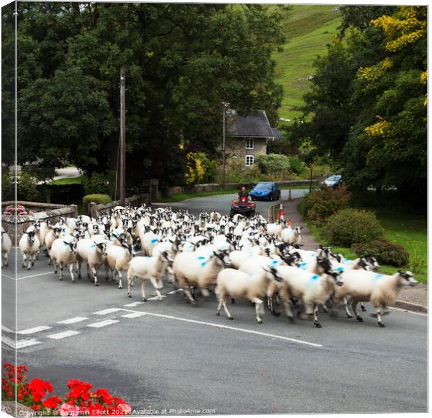Driving sheep with a 