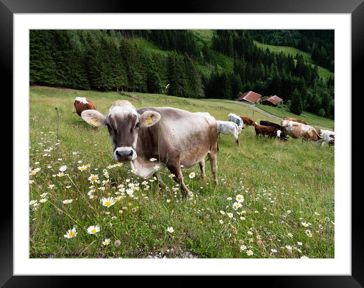Tyrolean Grey Cattle on a Seasonal Mountain Pasture Framed Mounted Print by Dietmar Rauscher