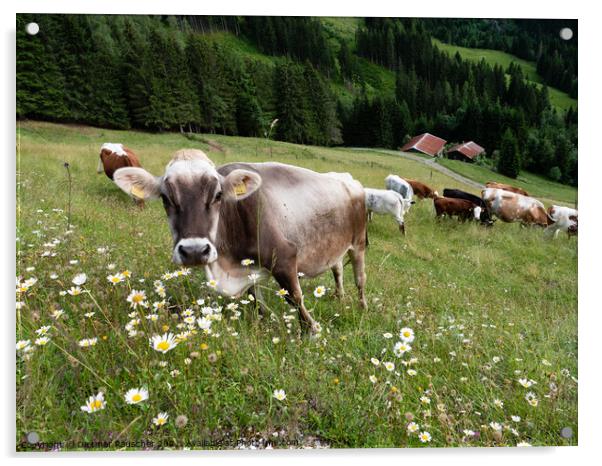 Tyrolean Grey Cattle on a Seasonal Mountain Pasture Acrylic by Dietmar Rauscher