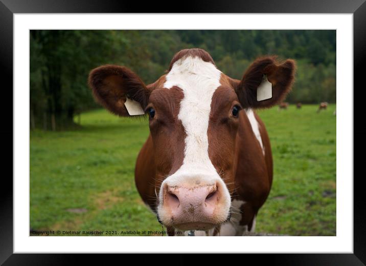 Brown cow standing on top of a lush green field Framed Mounted Print by Dietmar Rauscher