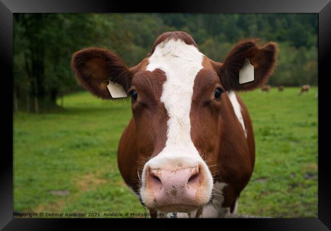 Brown cow standing on top of a lush green field Framed Print by Dietmar Rauscher