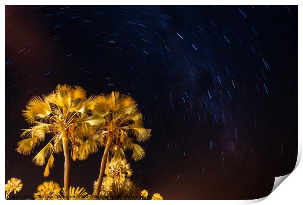 Palm Tree and Night Sky with Stars Print by Dietmar Rauscher