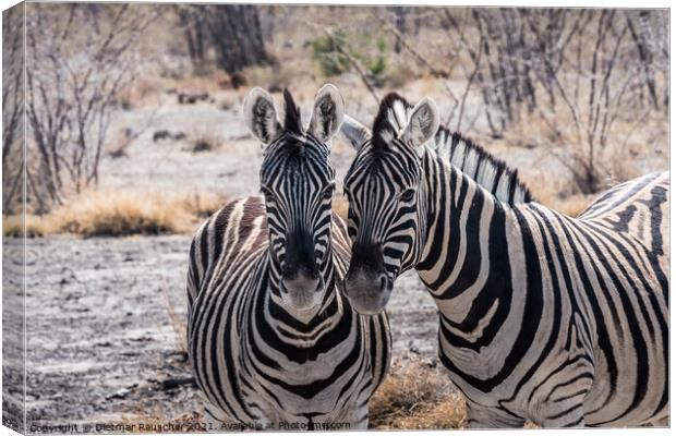 Two Burchells Plains Zebra in Etosha National Park, Namibia Canvas Print by Dietmar Rauscher