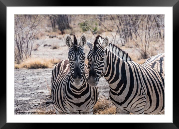 Two Burchells Plains Zebra in Etosha National Park, Namibia Framed Mounted Print by Dietmar Rauscher