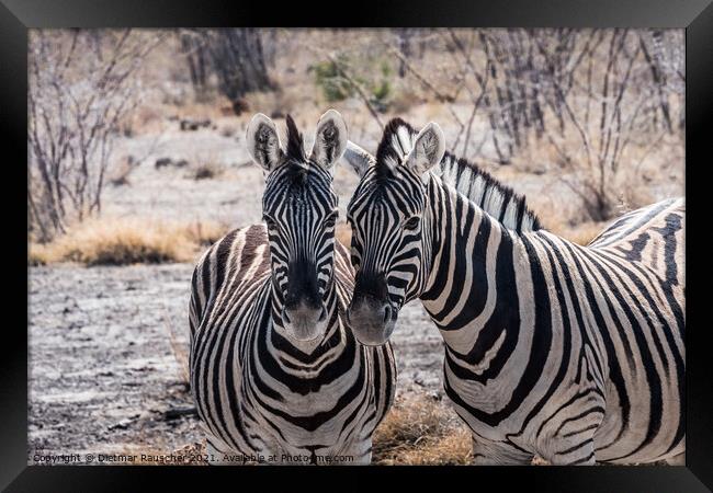 Two Burchells Plains Zebra in Etosha National Park, Namibia Framed Print by Dietmar Rauscher