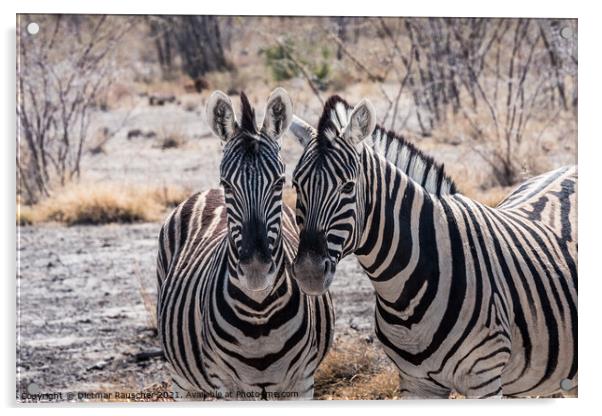 Two Burchells Plains Zebra in Etosha National Park, Namibia Acrylic by Dietmar Rauscher