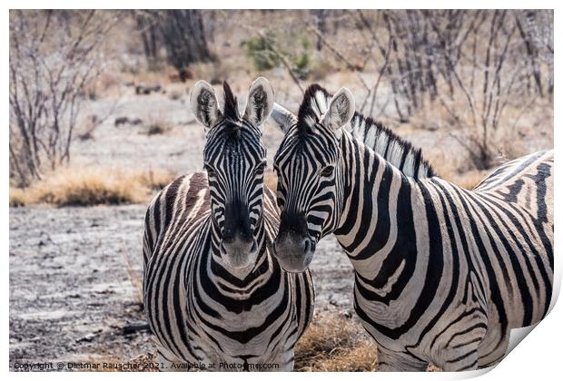 Two Burchells Plains Zebra in Etosha National Park, Namibia Print by Dietmar Rauscher