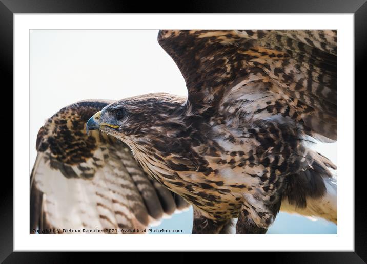 Common Buzzard Close Up Spreading Wings  Framed Mounted Print by Dietmar Rauscher