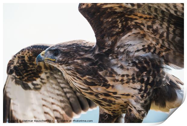 Common Buzzard Close Up Spreading Wings  Print by Dietmar Rauscher