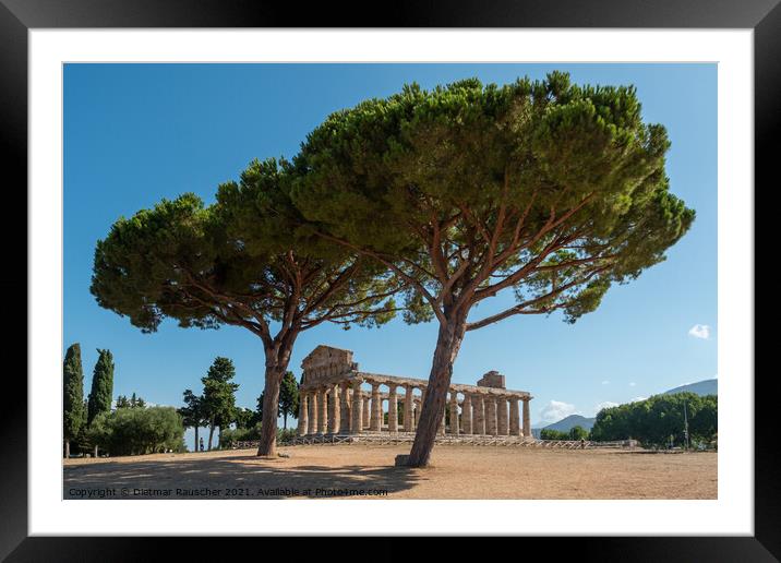 Greek Temple of Athena or Ceres in Paestum, Italy Framed Mounted Print by Dietmar Rauscher