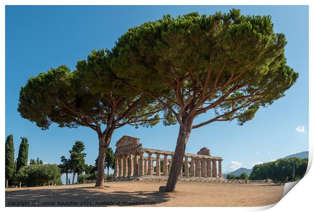 Greek Temple of Athena or Ceres in Paestum, Italy Print by Dietmar Rauscher