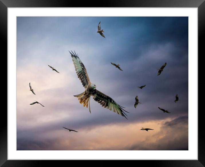 Red Kite feeding time Framed Mounted Print by Leighton Collins