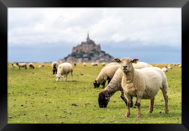 Mont Saint-Michel Framed Print by peter schickert