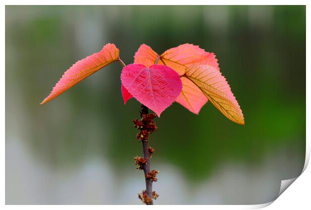 Plant flower Print by Stan Lihai