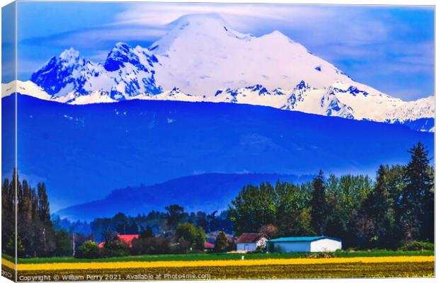 Mount Baker Skagit Valley Yellow Flowers Washington State Canvas Print by William Perry