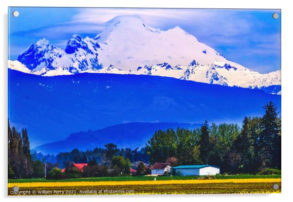 Mount Baker Skagit Valley Yellow Flowers Washington State Acrylic by William Perry