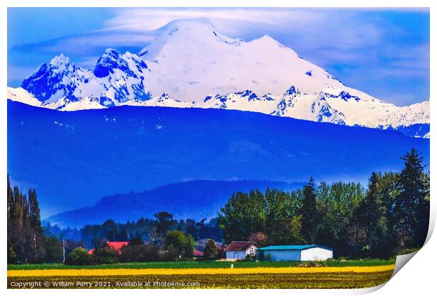 Mount Baker Skagit Valley Yellow Flowers Washington State Print by William Perry