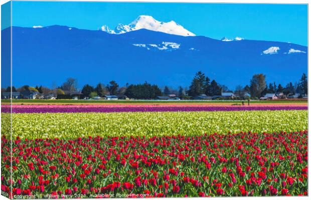 Colorful Red Tulips Farm Snowy Mount Baker Skagit Valley Washing Canvas Print by William Perry