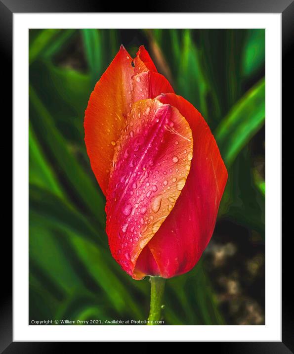 Pink Orange Tulip Flower Skagit Valley Washington State Framed Mounted Print by William Perry
