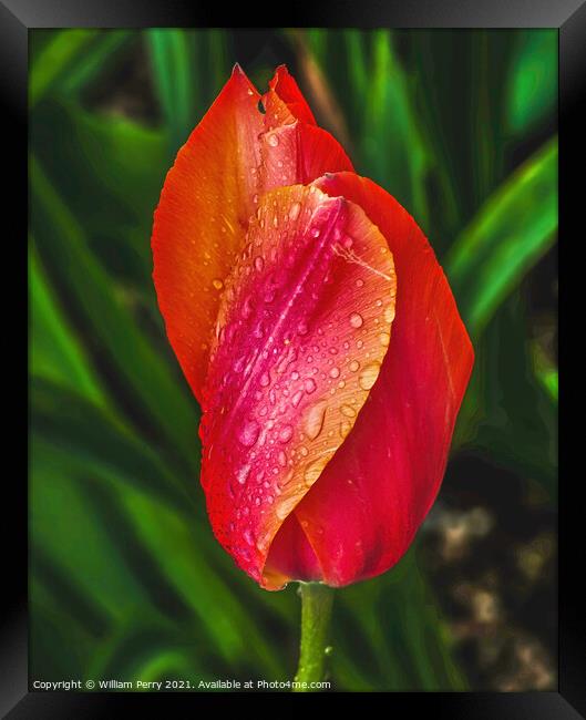Pink Orange Tulip Flower Skagit Valley Washington State Framed Print by William Perry