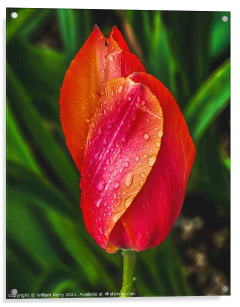 Pink Orange Tulip Flower Skagit Valley Washington State Acrylic by William Perry