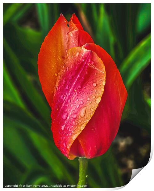 Pink Orange Tulip Flower Skagit Valley Washington State Print by William Perry